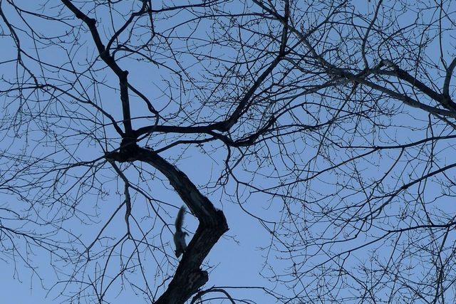 Ecureuil