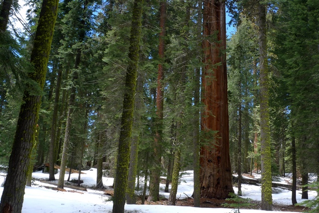 Sequoia